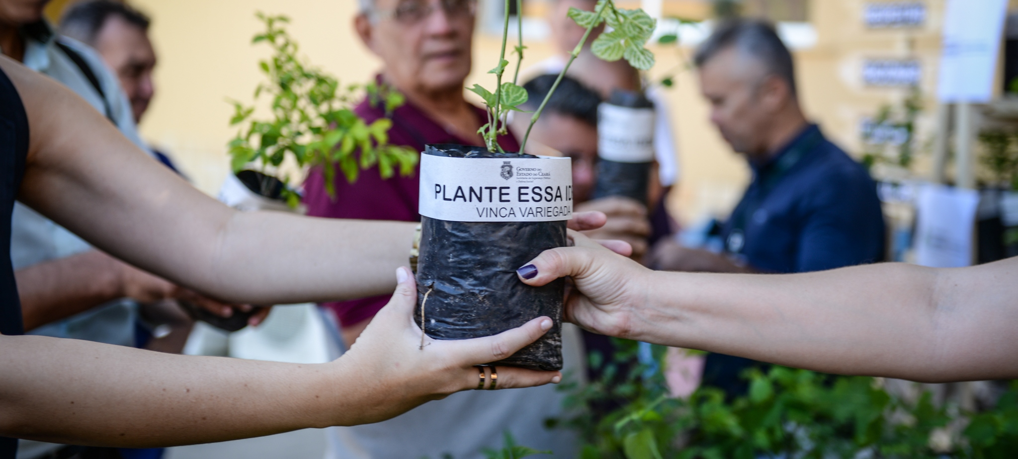 Sspds Distribui Mudas De Plantas Para Servidores Em Alus O Ao Dia