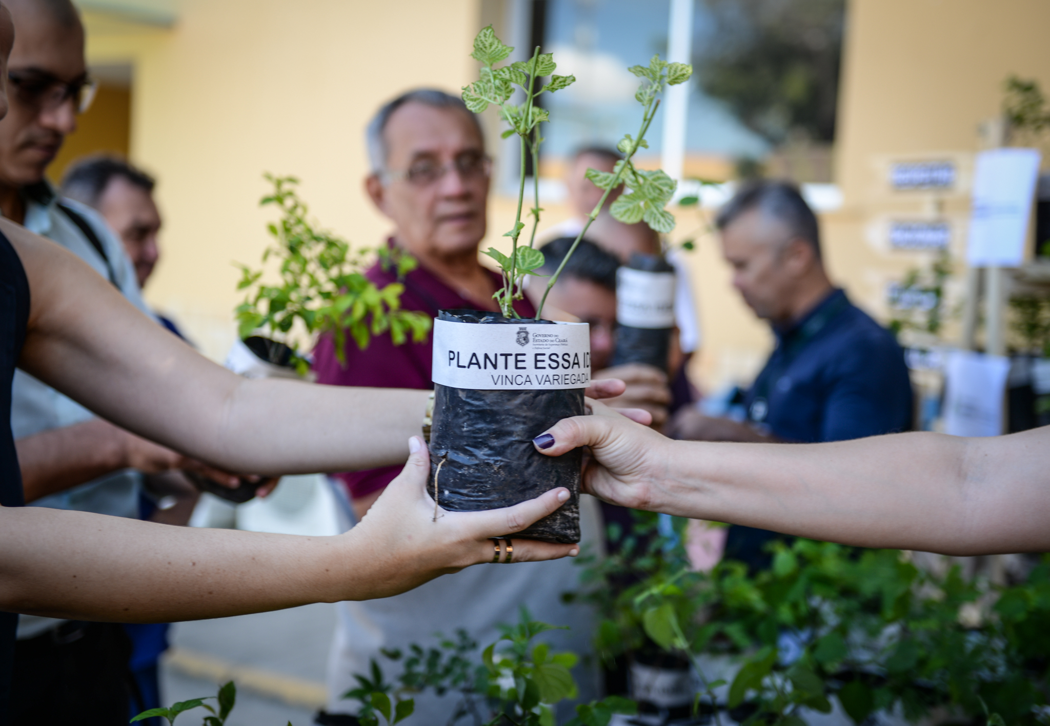 SSPDS distribui mudas de plantas para servidores em alusão ao Dia