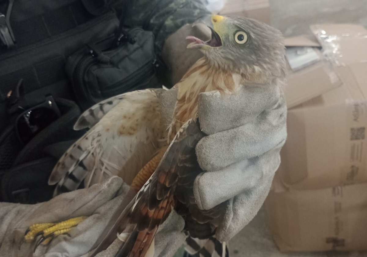 PMCE resgata gavião carijó dentro de galpão no Henrique Jorge